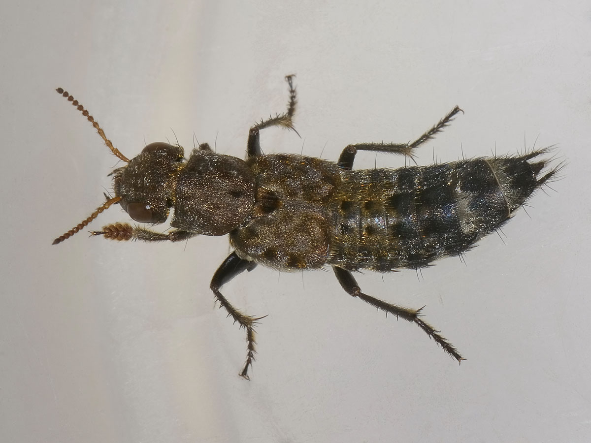 Ontholestes murinus, Staphylinidae